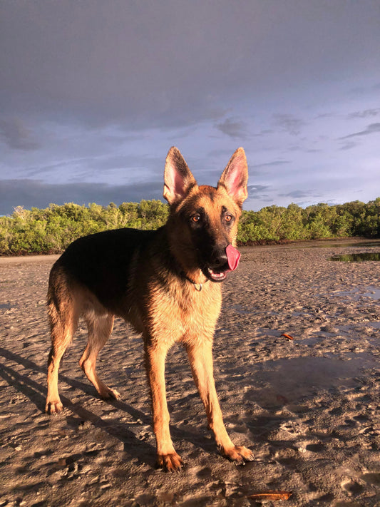 Our Guide to 5 Florida Dog-Friendly Beaches & Towns