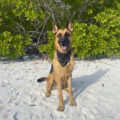 Shark Themed Dog Bandanna