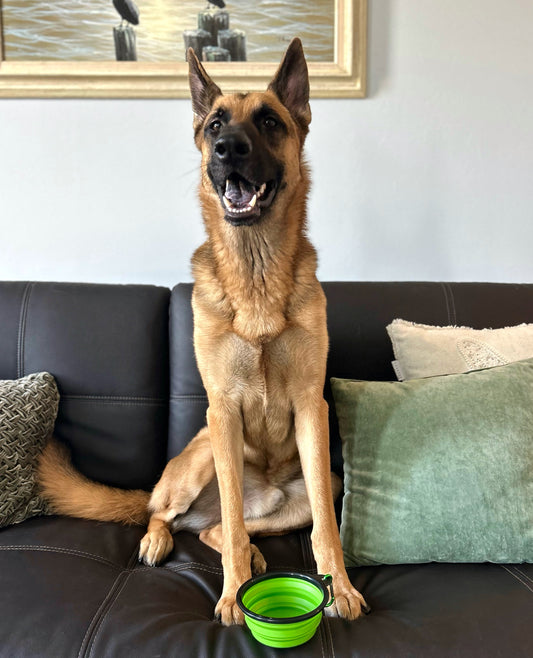 Portable Pop-Up Dog Water/Food Bowl with Clasp